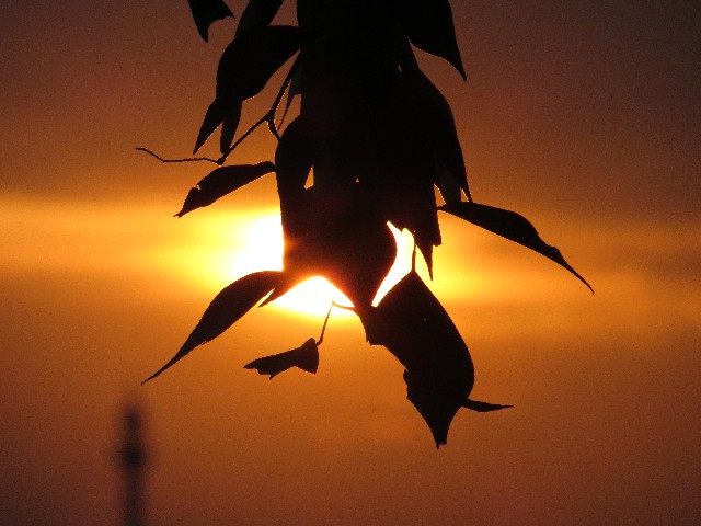バングラデシュ　風景　夕陽
